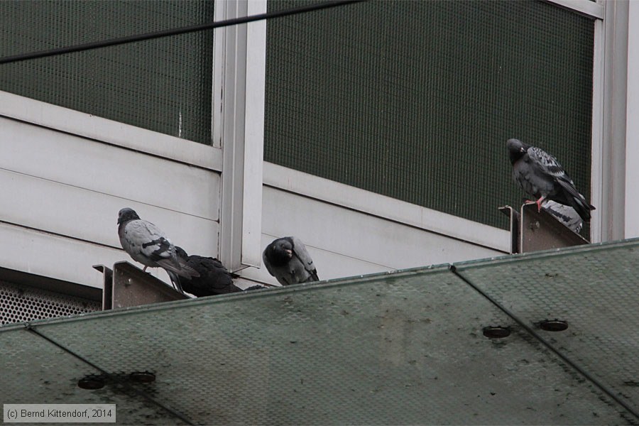 Stra&szlig;enbahn Ludwigshafen - Anlagen
/ Bild: ludwigshafenanlagen_bk1407040056.jpg