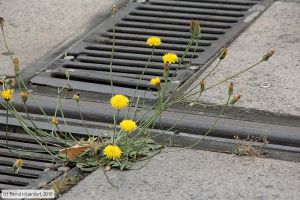 Bild: orleansanlagen_bk1607210054.jpg - anklicken zum Vergrößern Bild: orleansanlagen_bk1607210054.jpg - anklicken zum Vergrößern