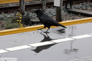 Bild: amsterdamanlagen_bk1311120023.jpg - anklicken zum Vergrößern